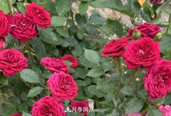 掌握好這3點，月季花才能開更多的花(圖1)