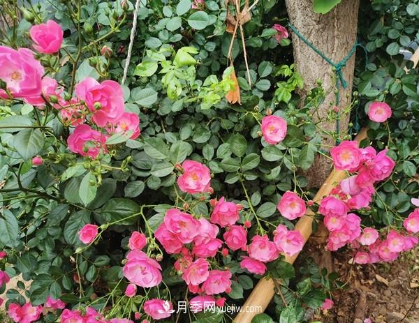 掌握好這3點，月季花才能開更多的花(圖2)