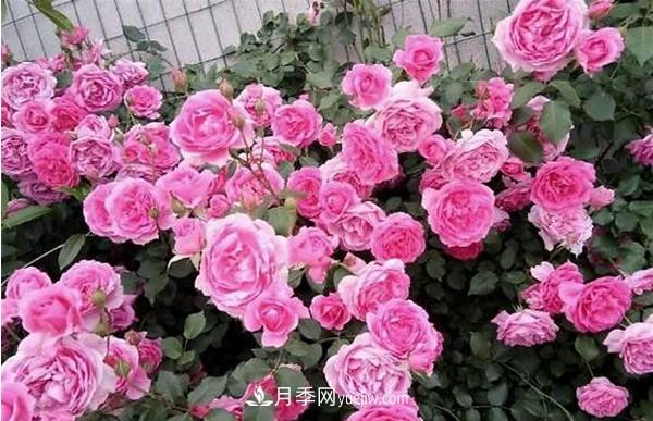 掌握好這3點，月季花才能開更多的花(圖3)