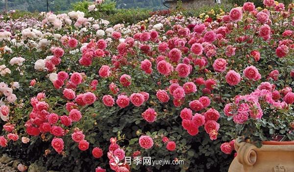 4個好養(yǎng)的月季品種，隨便一養(yǎng)就爆花，夏天耐熱不怕曬(圖3)