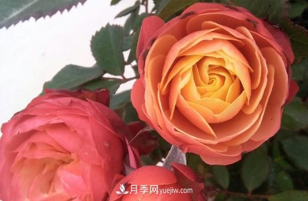 4個好養(yǎng)的月季品種，隨便一養(yǎng)就爆花，夏天耐熱不怕曬(圖2)