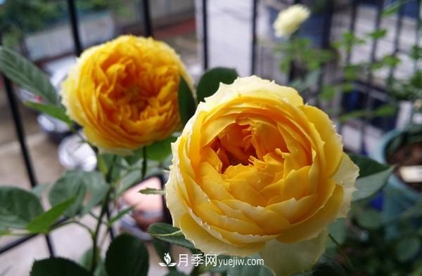 4個好養(yǎng)的月季品種，隨便一養(yǎng)就爆花，夏天耐熱不怕曬(圖4)