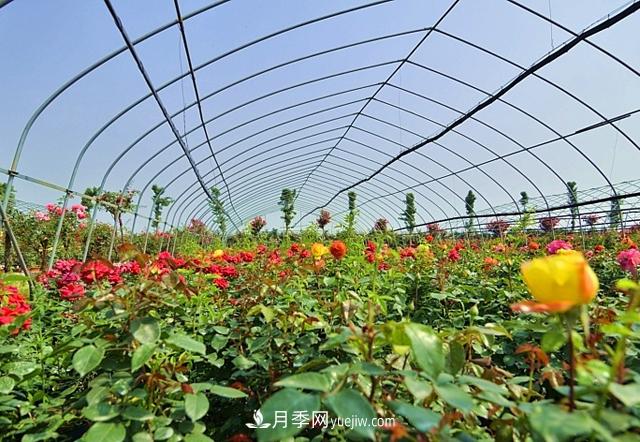月季肥料必備三大種類，月季網(wǎng)盤點施用方法(圖3)