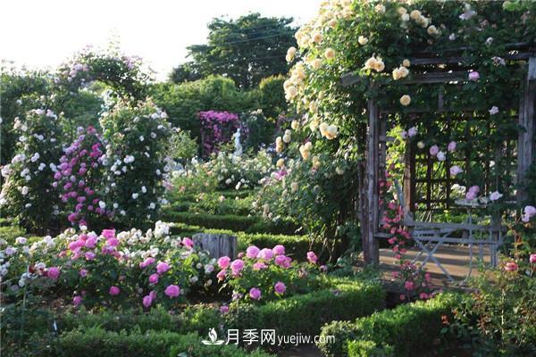 月季在花園中的應(yīng)用場景，美圖欣賞(圖2)