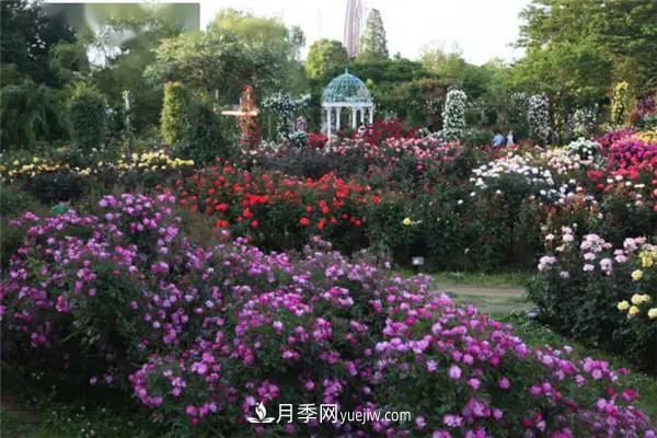 月季在花園中的應(yīng)用場景，美圖欣賞(圖1)