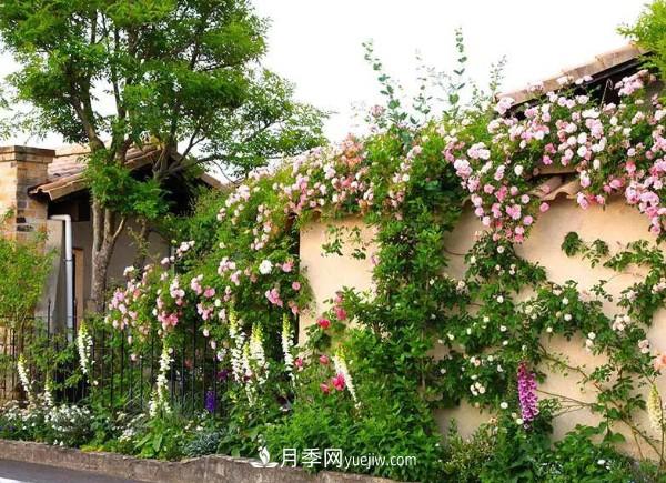 月季在花園中的應(yīng)用場景，美圖欣賞(圖4)