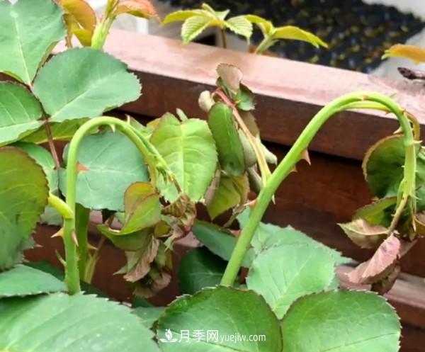 月季害怕的病蟲害有什么癥狀，你知道嗎？(圖2)