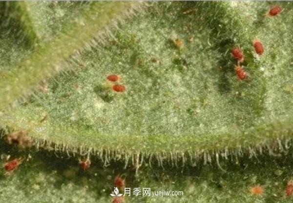 月季害怕的病蟲害有什么癥狀，你知道嗎？(圖4)