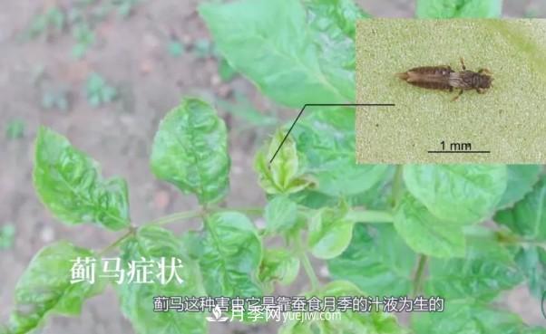 月季害怕的病蟲害有什么癥狀，你知道嗎？(圖5)