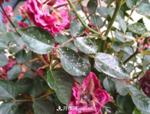 月季害怕的病蟲害有什么癥狀，你知道嗎？(圖6)
