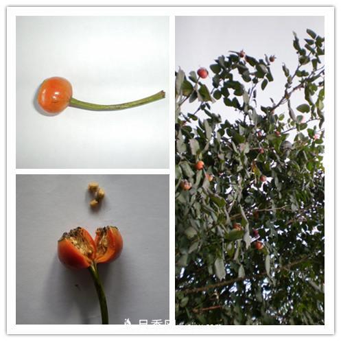 月季花籽能種嗎？月季花種子怎樣催芽？(圖1)