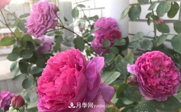 種好月季有七個法則(圖3)