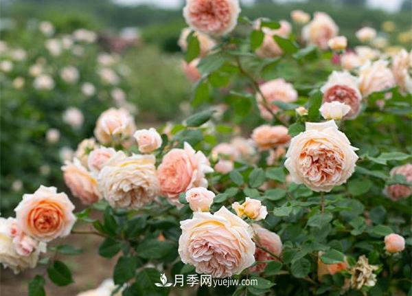 花園藤本月季，9個優(yōu)秀品種推薦(圖7)