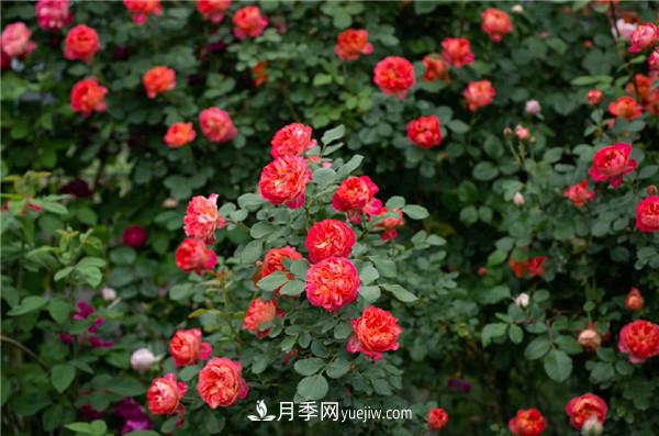 花園藤本月季，9個優(yōu)秀品種推薦(圖4)