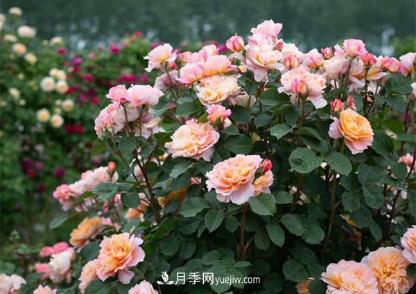 花園藤本月季，9個優(yōu)秀品種推薦(圖2)