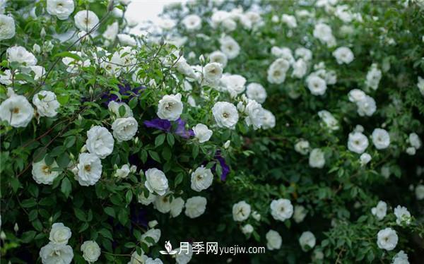花園藤本月季，9個優(yōu)秀品種推薦(圖3)