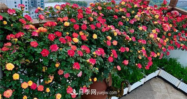 花園藤本月季，9個優(yōu)秀品種推薦(圖5)