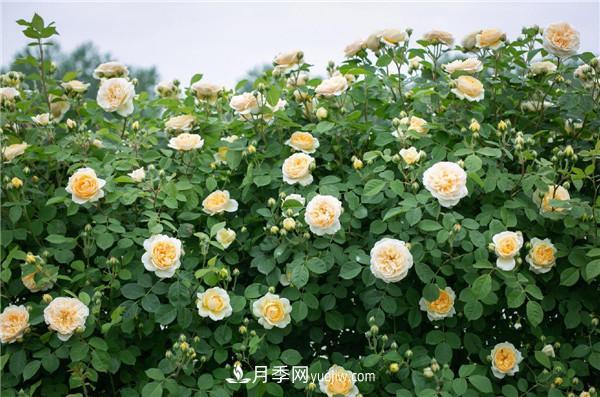花園藤本月季，9個優(yōu)秀品種推薦(圖8)