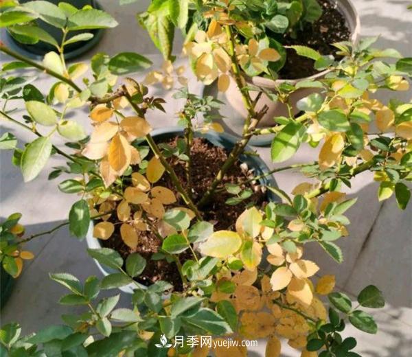 月季從底部開始爛根和黃葉是什么原因？(圖1)