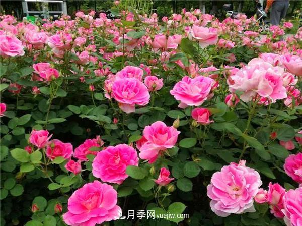 薔薇的盆栽種植技巧及種植技術(shù)全面分享，包含月季(圖1)