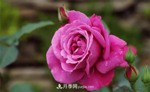 薔薇的盆栽種植技巧及種植技術(shù)全面分享，包含月季(圖2)