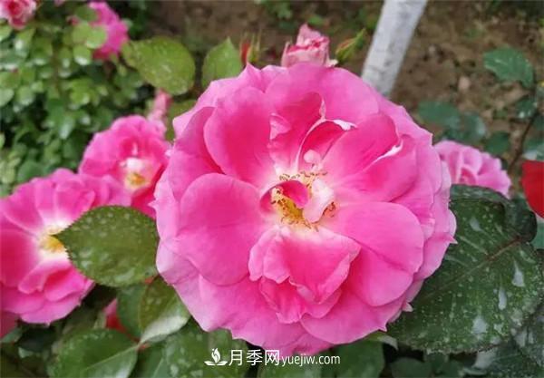 薔薇的盆栽種植技巧及種植技術(shù)全面分享，包含月季(圖3)