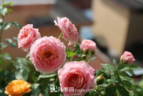 推薦4種微型月季，植株矮小花量大，專為陽臺而生，值得擁有！(圖2)