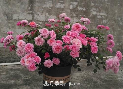 推薦4種微型月季，植株矮小花量大，專為陽臺而生，值得擁有！(圖5)