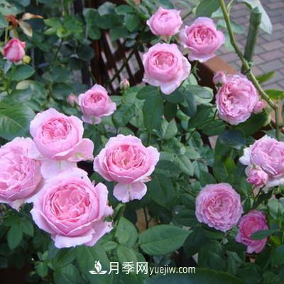推薦4種微型月季，植株矮小花量大，專為陽臺而生，值得擁有！(圖6)