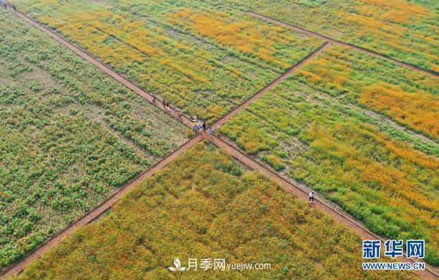 回顧記錄，中國月季展覽會花開阜陽(圖3)