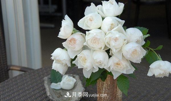 心之水滴月季，白色的切花月季推薦(圖2)