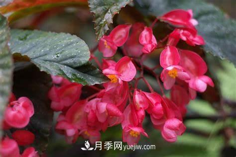 有3種花養(yǎng)在室內(nèi)長得好，葉子還能葉插成活(圖1)