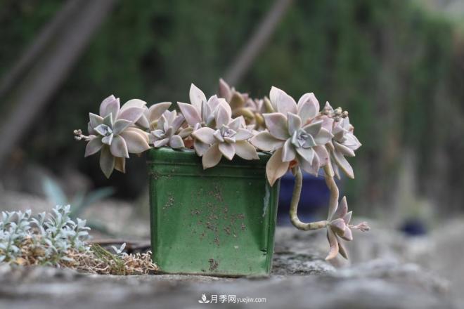 有3種花養(yǎng)在室內(nèi)長得好，葉子還能葉插成活(圖4)