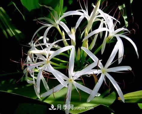 有3種花養(yǎng)在室內(nèi)長得好，葉子還能葉插成活(圖6)