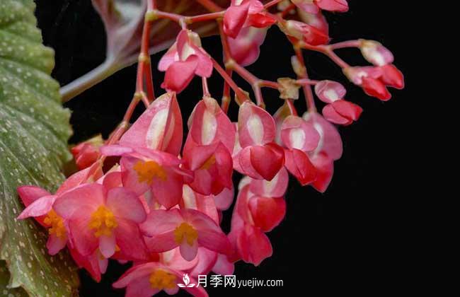 有3種花養(yǎng)在室內(nèi)長得好，葉子還能葉插成活(圖2)