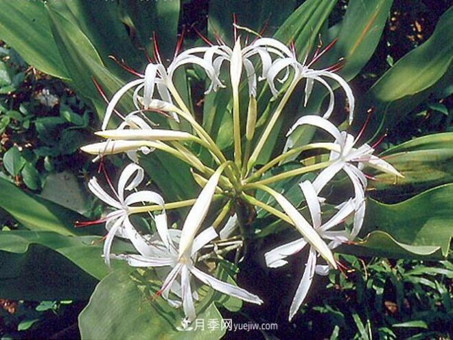 有3種花養(yǎng)在室內(nèi)長得好，葉子還能葉插成活(圖5)
