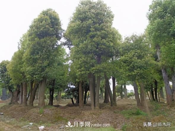全冠香樟、切桿香樟、骨架香樟有什么區(qū)別(圖4)
