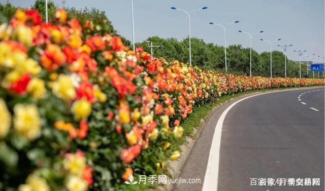 春色滿(mǎn)園關(guān)不住，為何月季領(lǐng)風(fēng)騷(圖2)