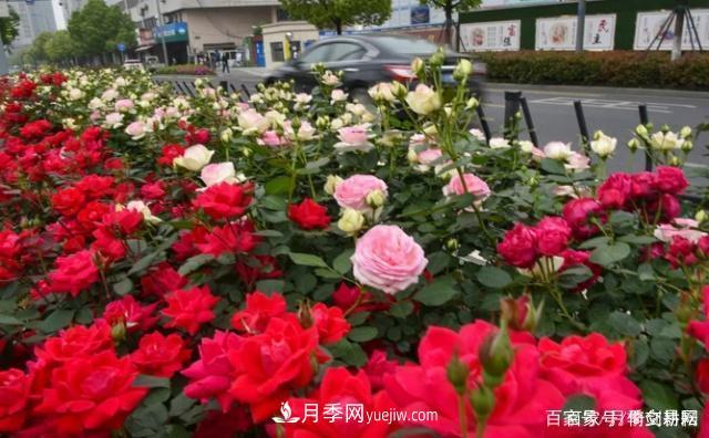 春色滿(mǎn)園關(guān)不住，為何月季領(lǐng)風(fēng)騷(圖3)