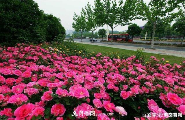 春色滿(mǎn)園關(guān)不住，為何月季領(lǐng)風(fēng)騷(圖4)