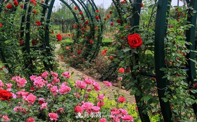 新余凱光植物園，新余人看月季的好地方(圖1)