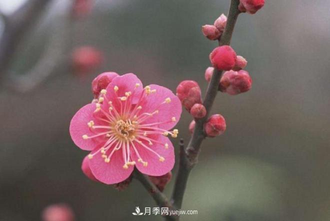 淮北市的市花是什么？月季花的花語(yǔ)寓意(圖3)