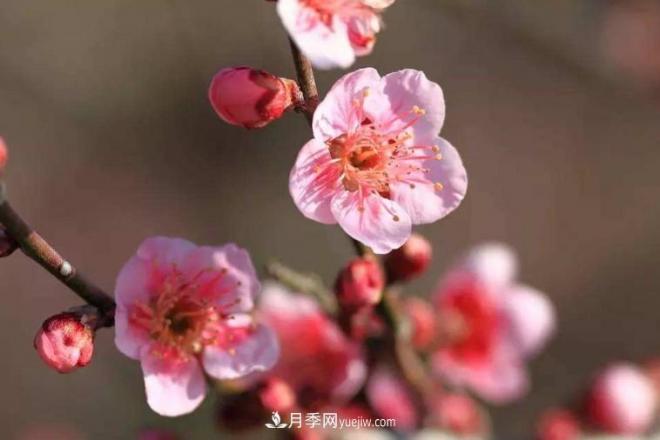 淮北市的市花是什么？月季花的花語(yǔ)寓意(圖1)