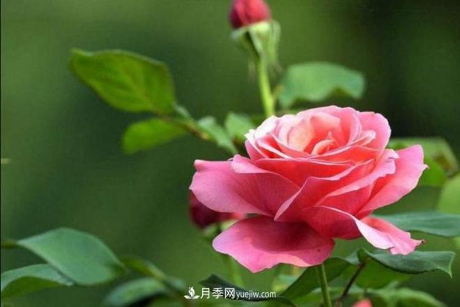 淮北市的市花是什么？月季花的花語(yǔ)寓意(圖2)