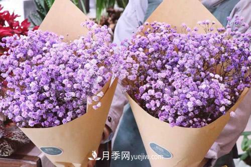 紫色滿天星的花語是什么？紫色滿天星適合送給什么人？(圖1)