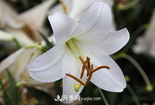 百合花粉百合香水百合，花語代表什么？(圖1)