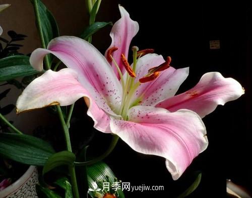 不同品種百合花花期是多久，白百何開(kāi)花季節(jié)(圖1)
