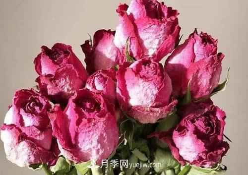 干花玫瑰花怎么護(hù)理？(圖1)