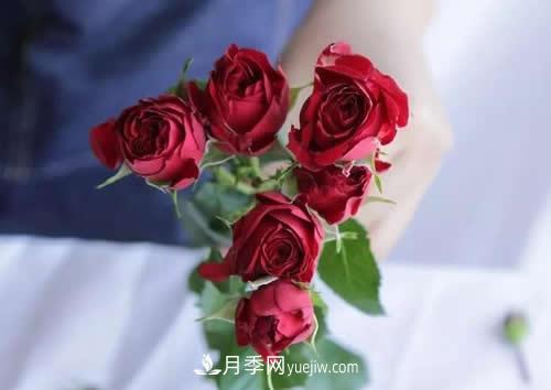 多頭玫瑰應該怎么養(yǎng)護？(圖1)