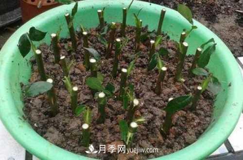 養(yǎng)護月季時需要扦插的時候都要注意哪些事項？(圖3)